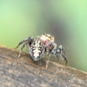 Opisthoncus sp. (genus) at Burleigh Heads, QLD - 14 Jun 2024 12:10 PM