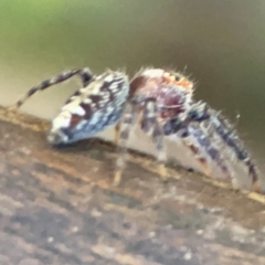 Opisthoncus sp. (genus) at Burleigh Heads, QLD - 14 Jun 2024 12:10 PM