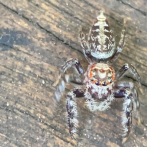 Opisthoncus sp. (genus) at Burleigh Heads, QLD - 14 Jun 2024 12:10 PM