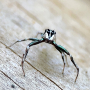 Cosmophasis micarioides at Burleigh Heads, QLD - 14 Jun 2024 12:04 PM