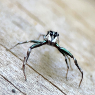 Cosmophasis micarioides (Sparkling Northern Jumping Spider) at Burleigh Heads, QLD - 14 Jun 2024 by Hejor1