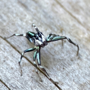 Cosmophasis micarioides at Burleigh Heads, QLD - 14 Jun 2024 12:04 PM