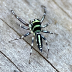 Cosmophasis micarioides at Burleigh Heads, QLD - 14 Jun 2024 12:04 PM