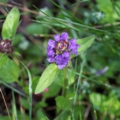 Prunella vulgaris (Self-heal, Heal All) at Glenbog State Forest - 17 Jan 2024 by AlisonMilton