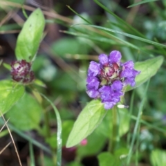 Prunella vulgaris at Glenbog State Forest - 18 Jan 2024 08:21 AM