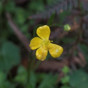 Ranunculus lappaceus at Bemboka, NSW - 18 Jan 2024 08:42 AM