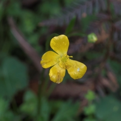 Ranunculus lappaceus (Australian Buttercup) at Bemboka, NSW - 18 Jan 2024 by AlisonMilton