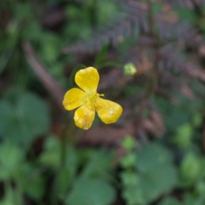 Ranunculus lappaceus at Bemboka, NSW - 18 Jan 2024 08:42 AM