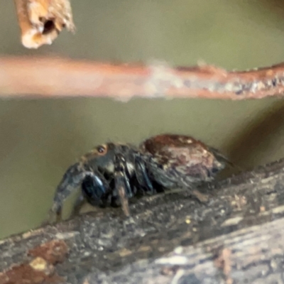 Salticidae (family) at Burleigh Heads, QLD - 14 Jun 2024 by Hejor1