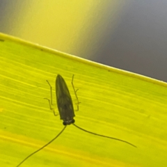 Hemiptera (order) at Currumbin, QLD - 13 Jun 2024 by Hejor1