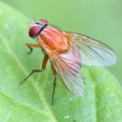 Unidentified Other true fly at Burleigh Heads, QLD - 14 Jun 2024 by Hejor1