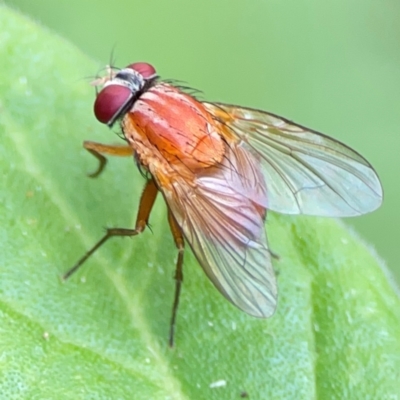 Dichaetomyia sp. (genus) at Burleigh Heads, QLD - 14 Jun 2024 by Hejor1