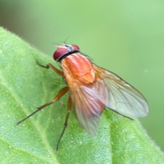 Dichaetomyia sp. (genus) at Burleigh Heads, QLD - 14 Jun 2024 10:25 AM