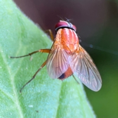 Dichaetomyia sp. (genus) at Burleigh Heads, QLD - 14 Jun 2024 10:25 AM
