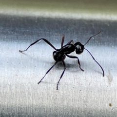 Polyrhachis sp. (genus) (A spiny ant) at Burleigh Heads, QLD - 14 Jun 2024 by Hejor1