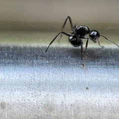 Polyrhachis sp. (genus) at Burleigh Heads, QLD - 14 Jun 2024