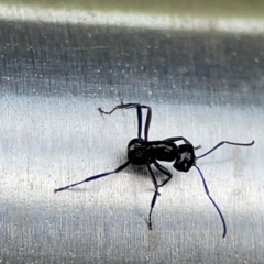 Polyrhachis sp. (genus) at Burleigh Heads, QLD - 14 Jun 2024 10:26 AM