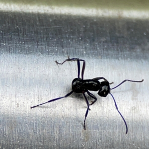 Polyrhachis sp. (genus) at Burleigh Heads, QLD - 14 Jun 2024