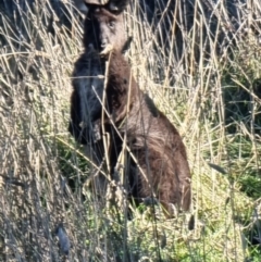 Osphranter robustus robustus (Eastern Wallaroo) at Mount Painter - 12 Jun 2024 by IdleWanderer