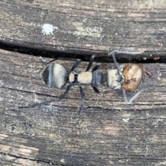 Unidentified Ant (Hymenoptera, Formicidae) at Burleigh Heads, QLD - 14 Jun 2024 by Hejor1