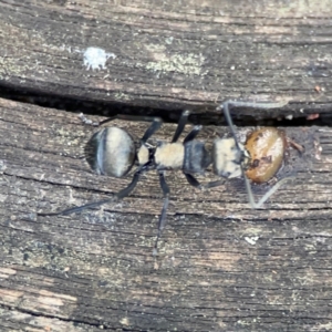 Polyrhachis daemeli at Burleigh Heads, QLD - 14 Jun 2024 10:27 AM