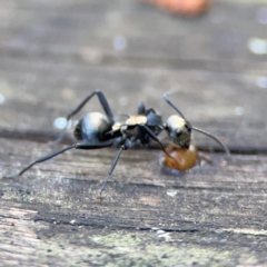 Polyrhachis daemeli at Burleigh Heads, QLD - 14 Jun 2024 10:27 AM