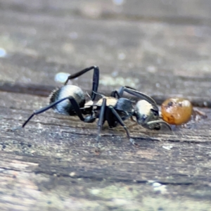 Polyrhachis daemeli at Burleigh Heads, QLD - 14 Jun 2024 10:27 AM