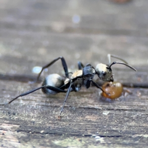 Polyrhachis daemeli at Burleigh Heads, QLD - 14 Jun 2024 10:27 AM