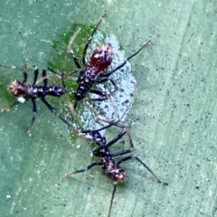 Reduviidae (family) (An assassin bug) at Burleigh Heads, QLD - 14 Jun 2024 by Hejor1