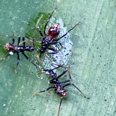 Reduviidae (family) (An assassin bug) at Burleigh Heads, QLD - 14 Jun 2024 by Hejor1