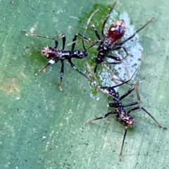 Reduviidae (family) at Burleigh Heads, QLD - 14 Jun 2024 10:33 AM