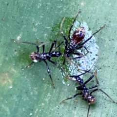 Reduviidae (family) at Burleigh Heads, QLD - 14 Jun 2024 10:33 AM