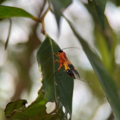 Ichneumonidae (family) at Burleigh Heads, QLD - 14 Jun 2024 10:33 AM