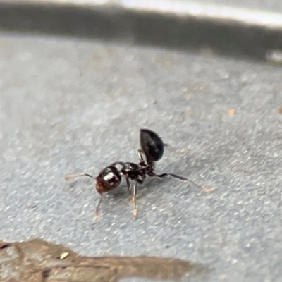 Crematogaster sp. (genus) (Acrobat ant, Cocktail ant) at Burleigh Heads, QLD - 14 Jun 2024 by Hejor1