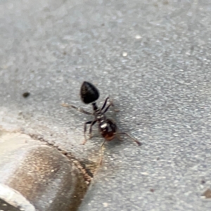 Crematogaster sp. (genus) at Burleigh Heads, QLD - 14 Jun 2024 10:34 AM