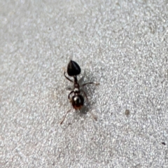 Crematogaster sp. (genus) at Burleigh Heads, QLD - 14 Jun 2024 10:34 AM