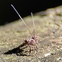 Fulgoroidea (superfamily) (Unidentified fulgoroid planthopper) at Burleigh Heads, QLD - 14 Jun 2024 by Hejor1
