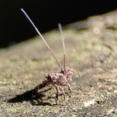 Platybrachys sp. (genus) at Burleigh Heads, QLD - 14 Jun 2024 by Hejor1