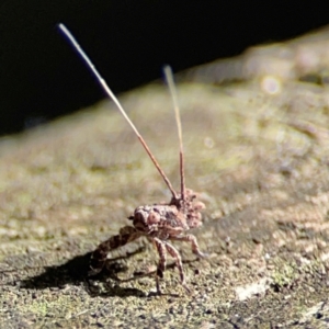 Fulgoroidea (superfamily) at Burleigh Heads, QLD - 14 Jun 2024 10:44 AM