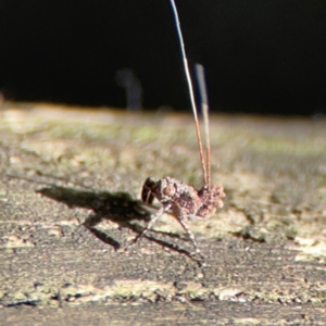 Fulgoroidea (superfamily) at Burleigh Heads, QLD - 14 Jun 2024 10:44 AM
