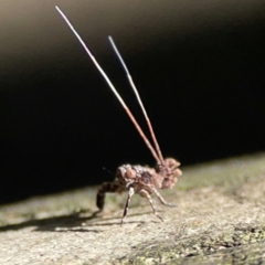 Fulgoroidea (superfamily) at Burleigh Heads, QLD - 14 Jun 2024 10:44 AM