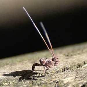Fulgoroidea (superfamily) at Burleigh Heads, QLD - 14 Jun 2024 10:44 AM