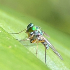 Dolichopodidae (family) (Unidentified Long-legged fly) at Burleigh Heads, QLD - 14 Jun 2024 by Hejor1