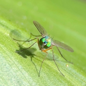 Dolichopodidae (family) at Burleigh Heads, QLD - 14 Jun 2024