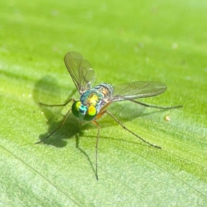 Dolichopodidae (family) at Burleigh Heads, QLD - 14 Jun 2024 10:45 AM