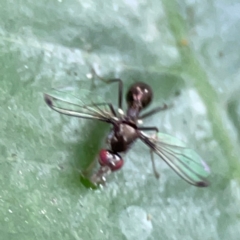 Unidentified Other true fly at Burleigh Heads, QLD - 14 Jun 2024 by Hejor1