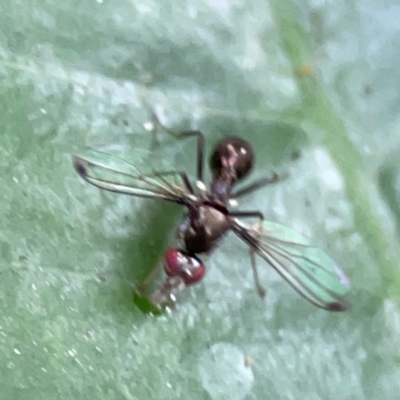 Pogonortalis doclea at Burleigh Heads, QLD - 14 Jun 2024 by Hejor1