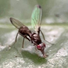 Sepsidae (family) at Burleigh Heads, QLD - 14 Jun 2024 10:50 AM