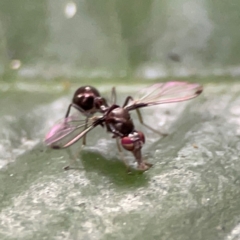 Sepsidae (family) at Burleigh Heads, QLD - 14 Jun 2024 10:50 AM