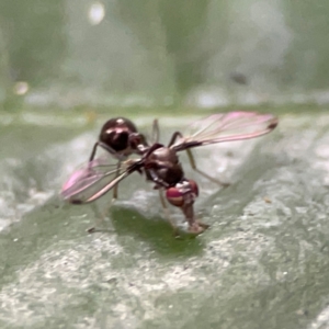 Sepsidae (family) at Burleigh Heads, QLD - 14 Jun 2024 10:50 AM